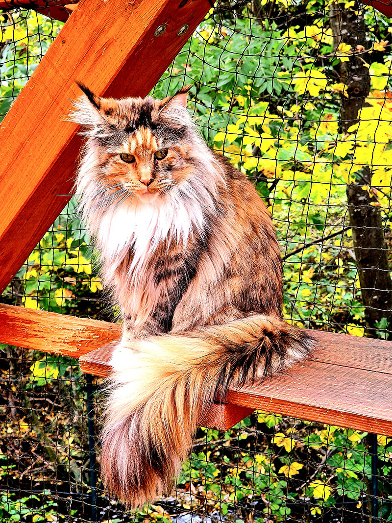 UA* Amuretto Harmony MaineCoonofsweetsoundwaves