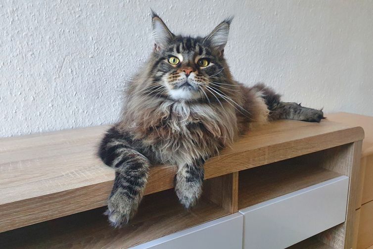 Maine Coon of Sweet Soundwaves