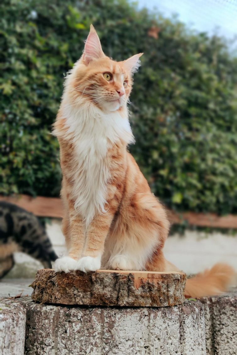 Maine Coon of Sweet Soundwaves