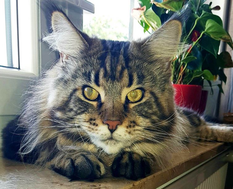 Maine Coon of Sweet Soundwaves