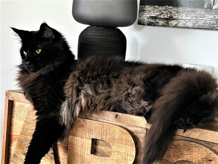 Maine Coon of Sweet Soundwaves