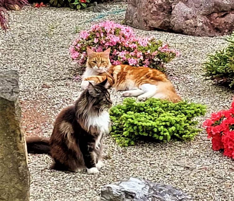 Maine Coon of Sweet Soundwaves