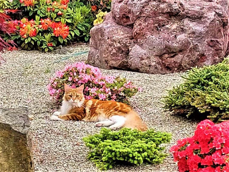 Maine Coon of Sweet Soundwaves