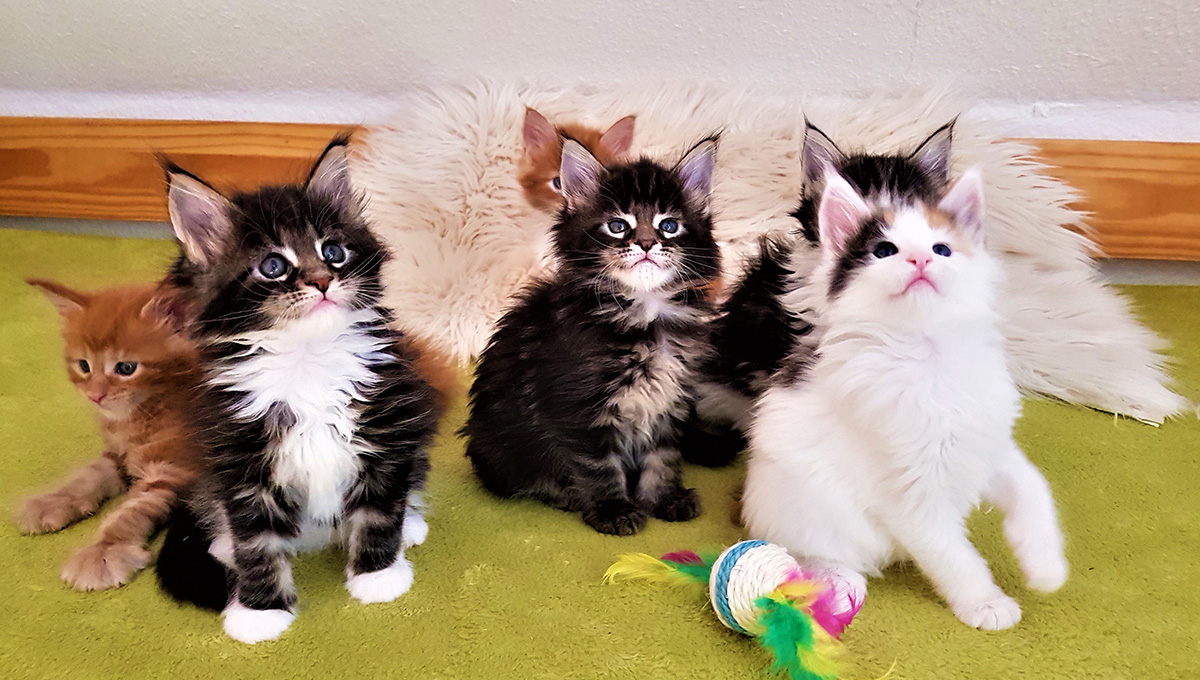 Maine Coon Kitten